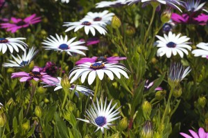 Daisies Of White And Pink